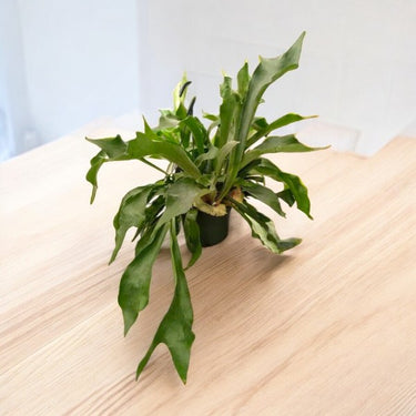 Staghorn Fern